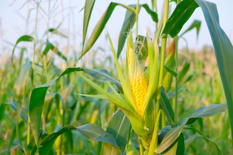 Com vendas de US$ 14,25 bilhões, exportações do agronegócio batem recorde em outubro