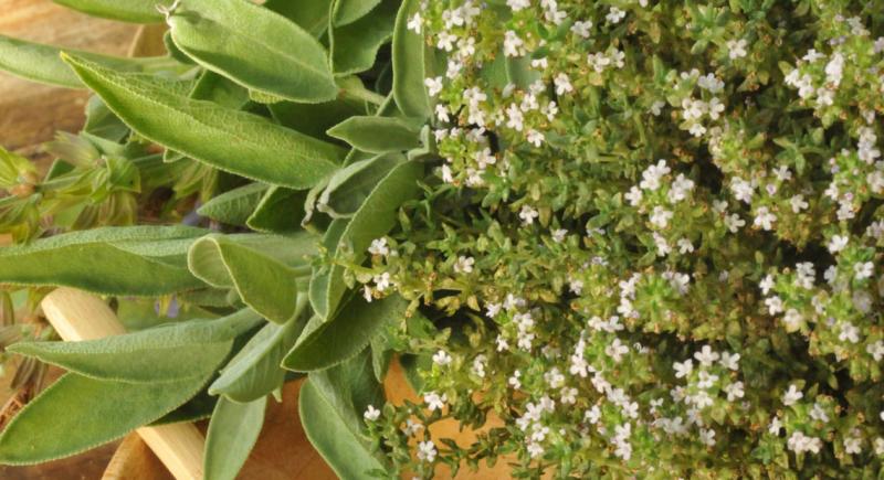 Egito desenvolve setor de ervas medicinais e aromáticas