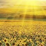 operador logistico de cosmeticos 04